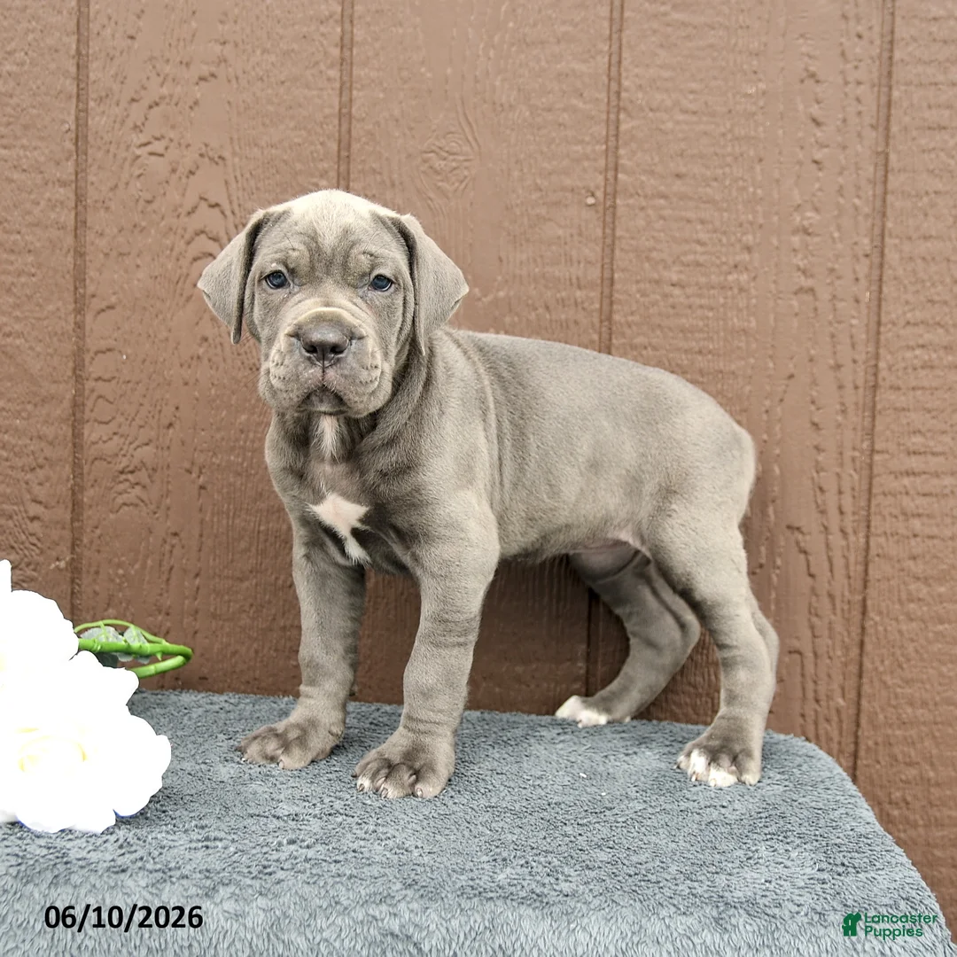 Cane Corso dogs for sale: Camille - Ad 1