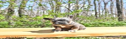 French Bulldog dogs for sale: Boon  - Ad 4