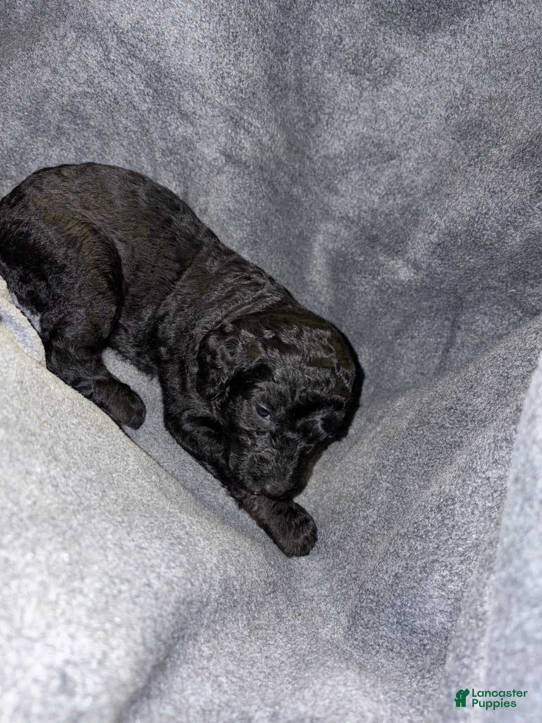 Bernedoodle dogs for sale: Ithica Puppy 8 - Ad 1