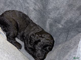 Bernedoodle dogs Ithica Puppy 8 - Ad 15