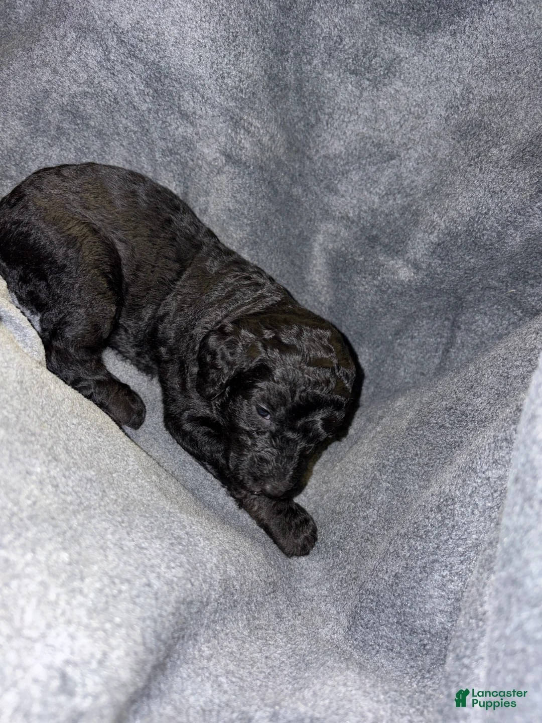 Bernedoodle dogs for sale: Ithica Puppy 8 - Ad 1