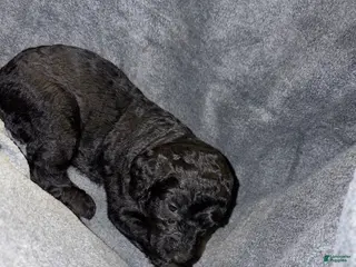 Bernedoodle dogs Ithica Puppy 8 - Ad 36