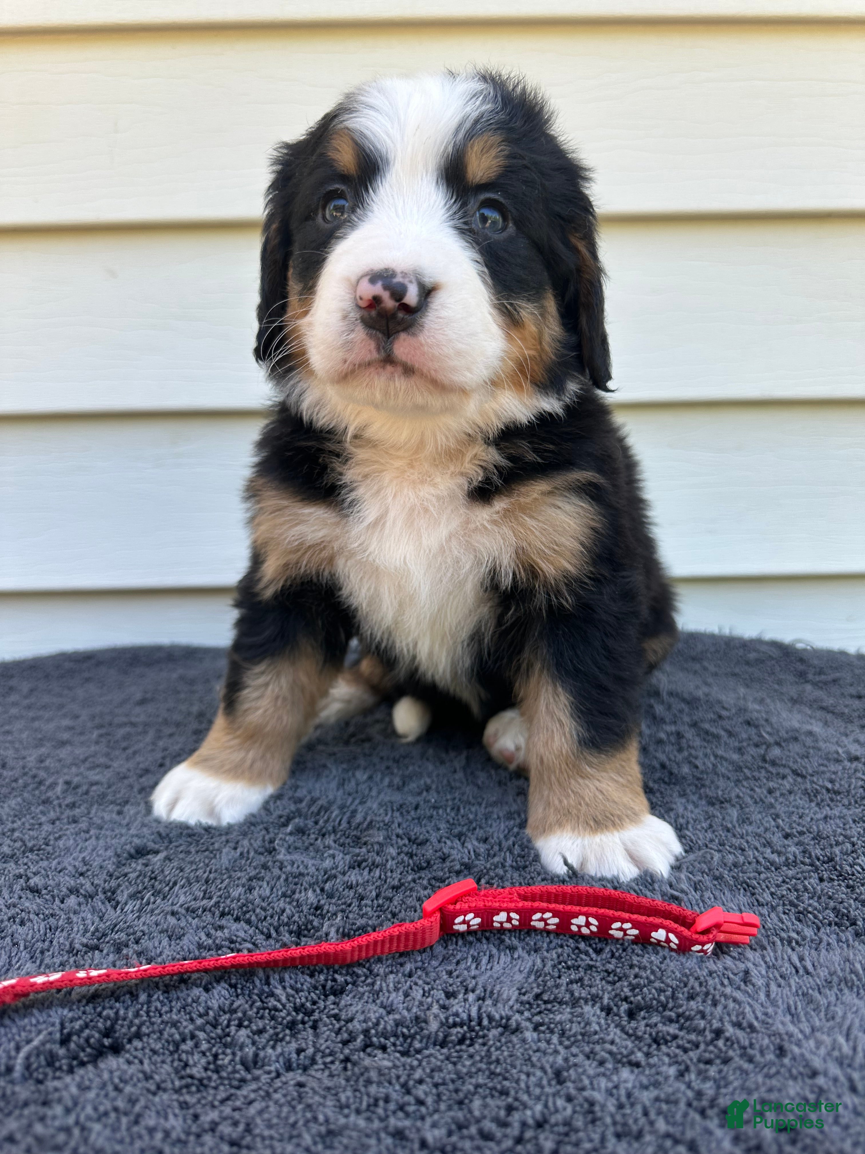 Bernese Mountain Dog dogs Berner bunch - Ad 1