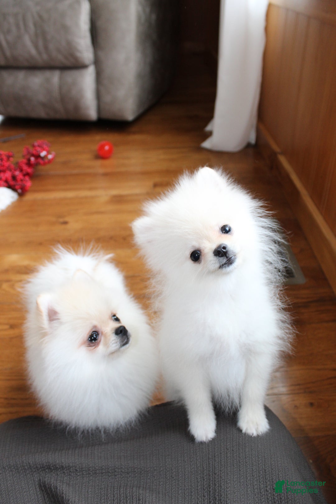 Pomeranian dogs for sale: Teacup Tony - Ad 10