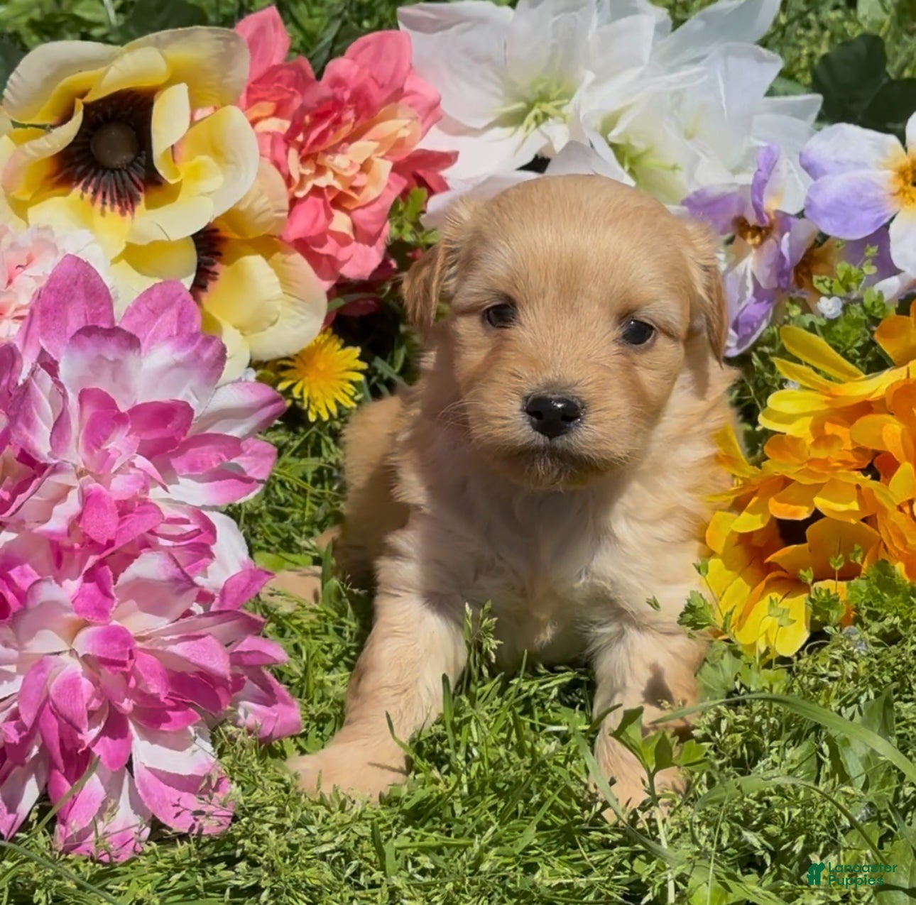 Mini Goldendoodle dogs Lily - Ad 1