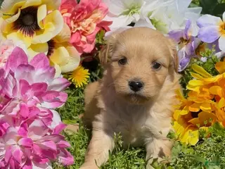 Mini Goldendoodle dogs for sale: Lily - Ad 3