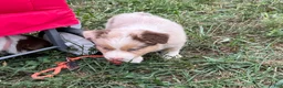 Australian Shepherd dogs for sale: Tyler - Ad 8