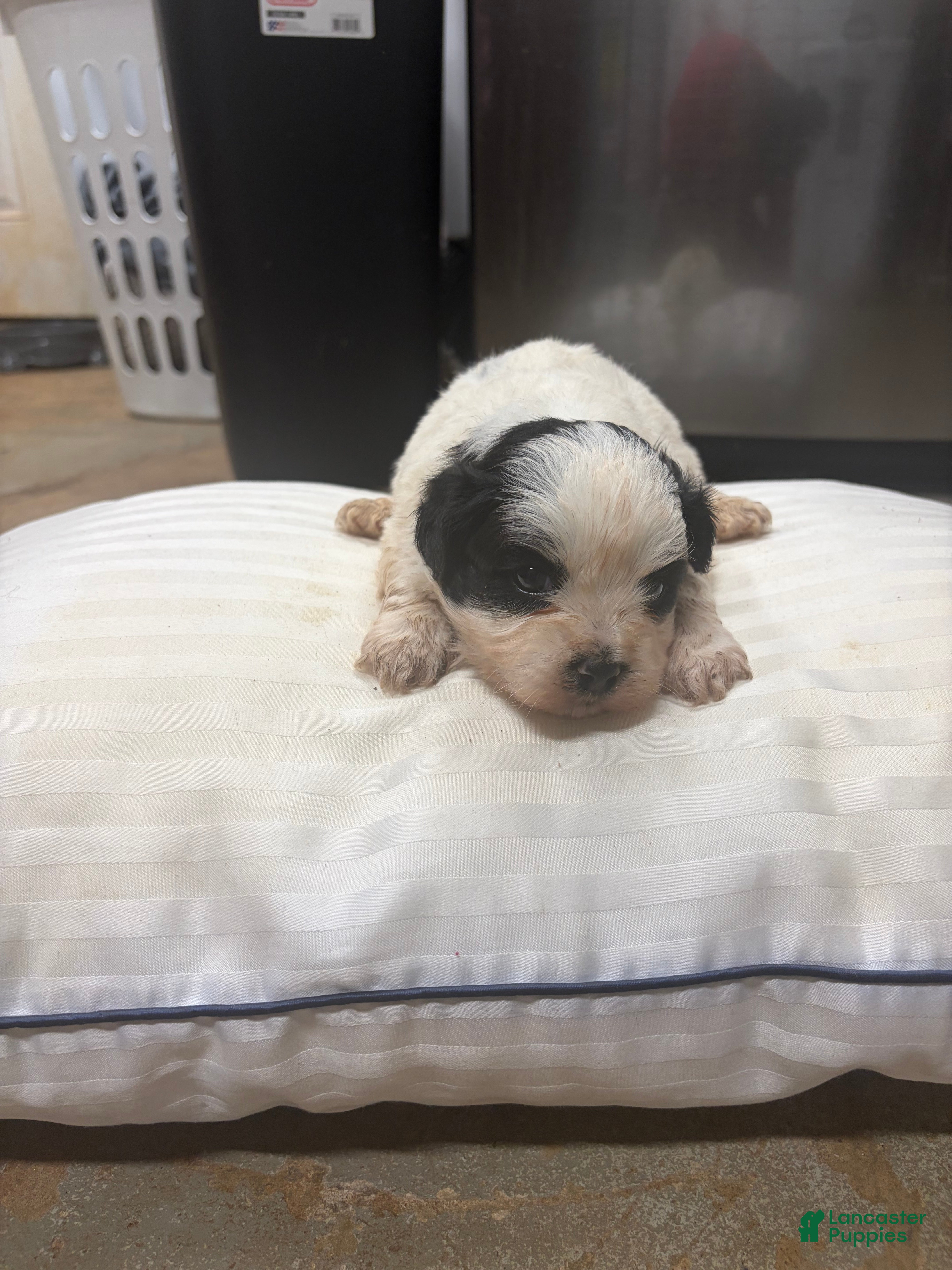 Mixed Breed dogs King - Ad 2