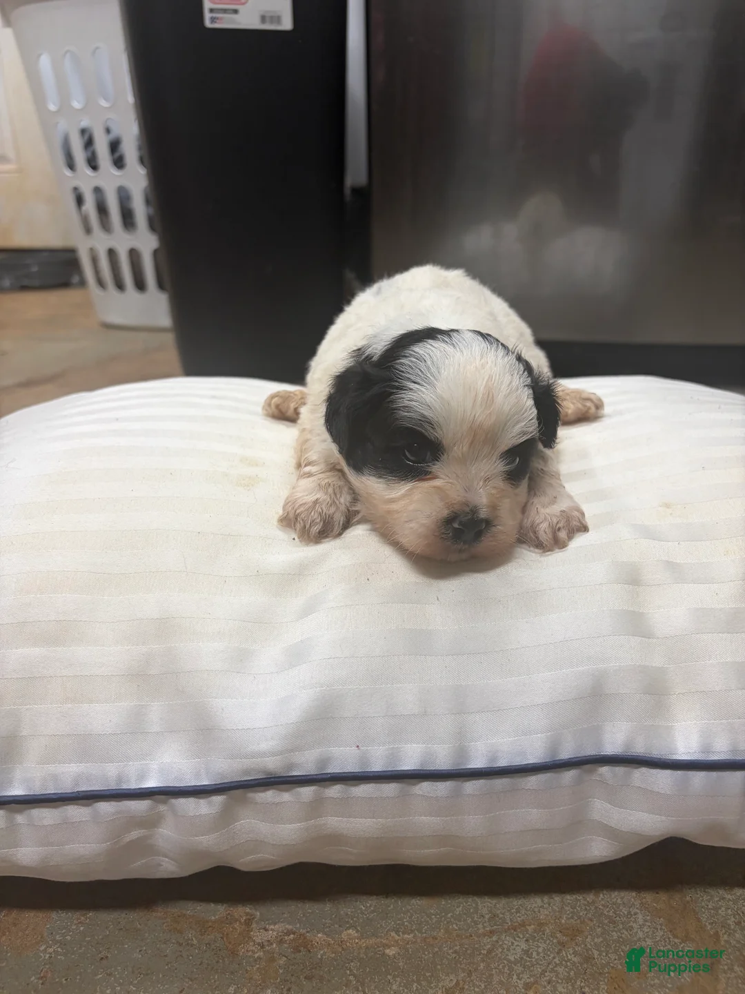 Mixed Breed dogs for sale: King - Ad 2