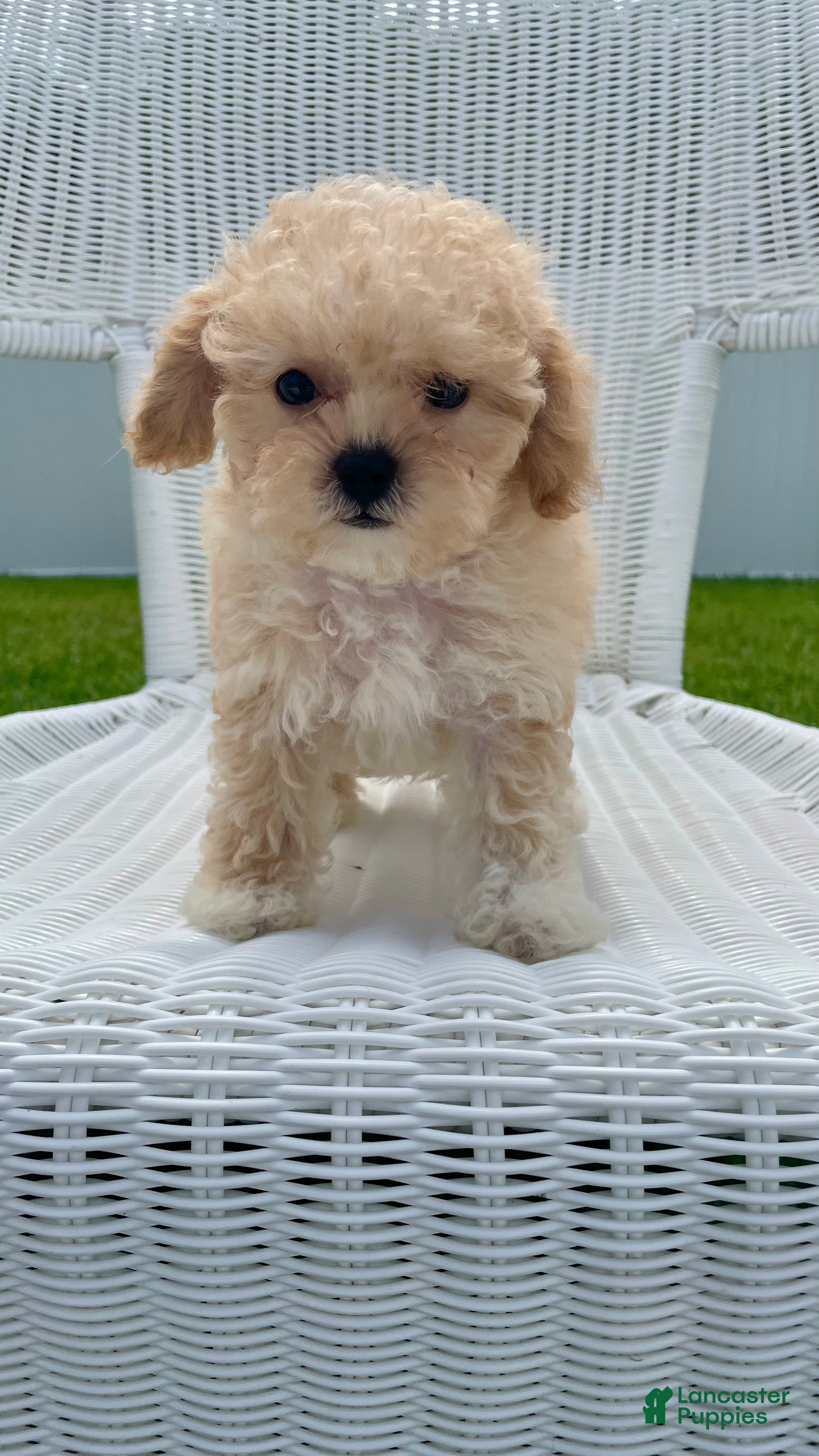 Maltipoo dogs Dolly - Ad 1