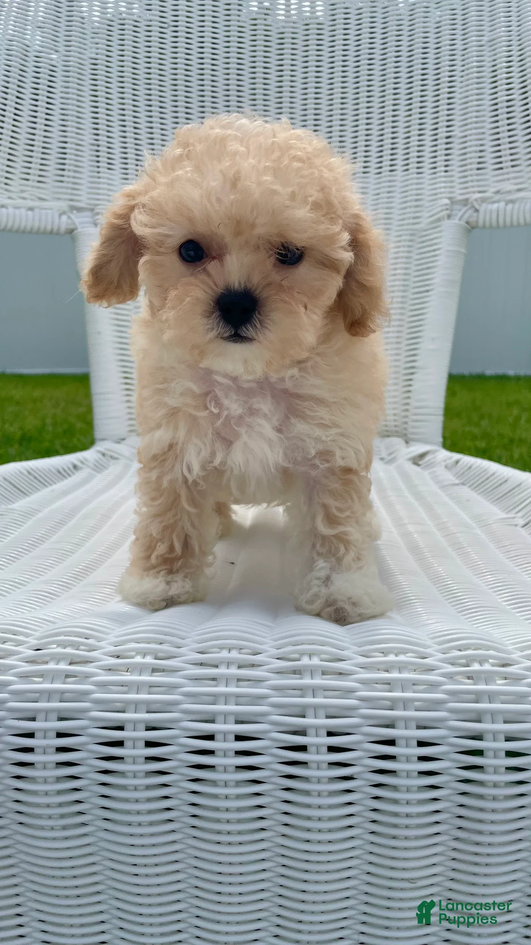 Maltipoo dogs for sale: Dolly - Ad 1