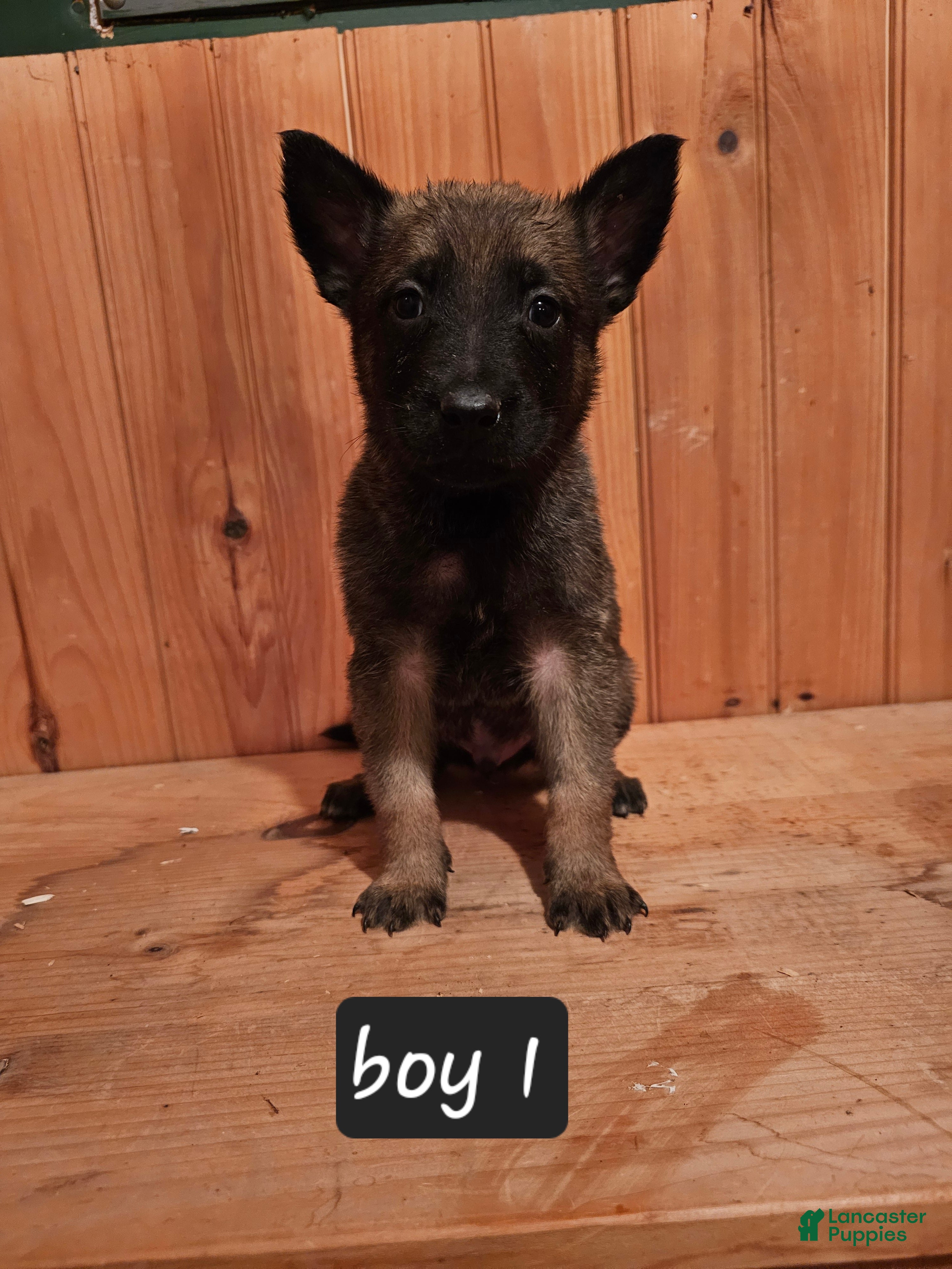 Belgian Malinois dogs Belgian Malinois Puppy 1 - Ad 2