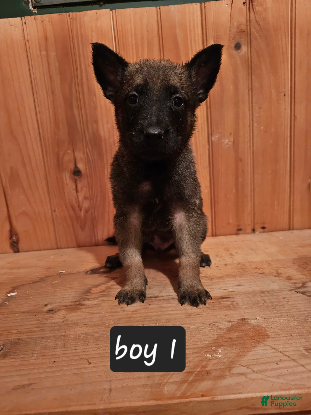 Belgian Malinois dogs for sale: Belgian Malinois Puppy 1 - Ad 1