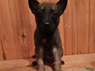 Belgian Malinois dogs Belgian Malinois Puppy 1 - Ad 2