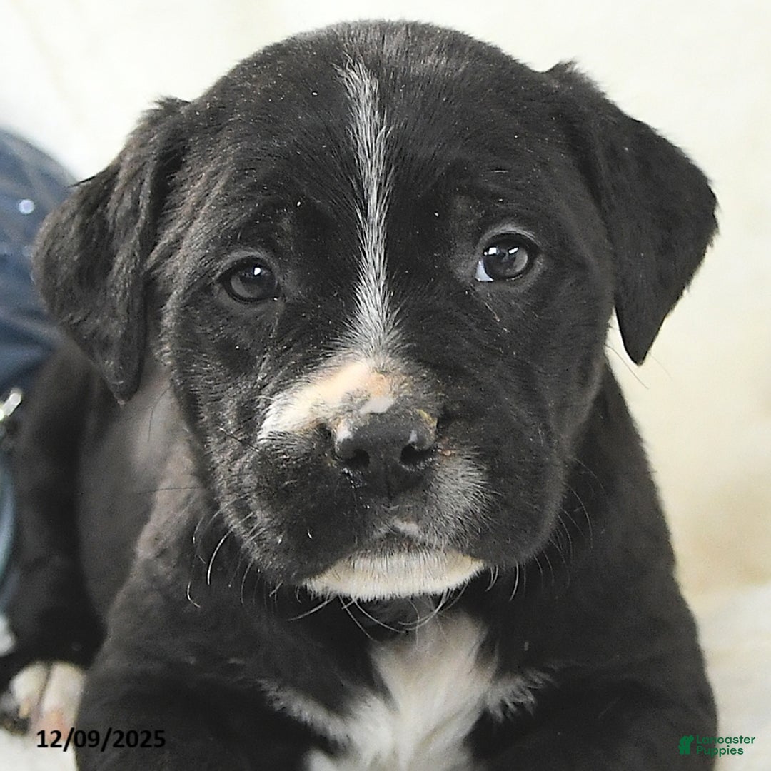 Mixed Breed dogs for sale: Miles - Ad 3