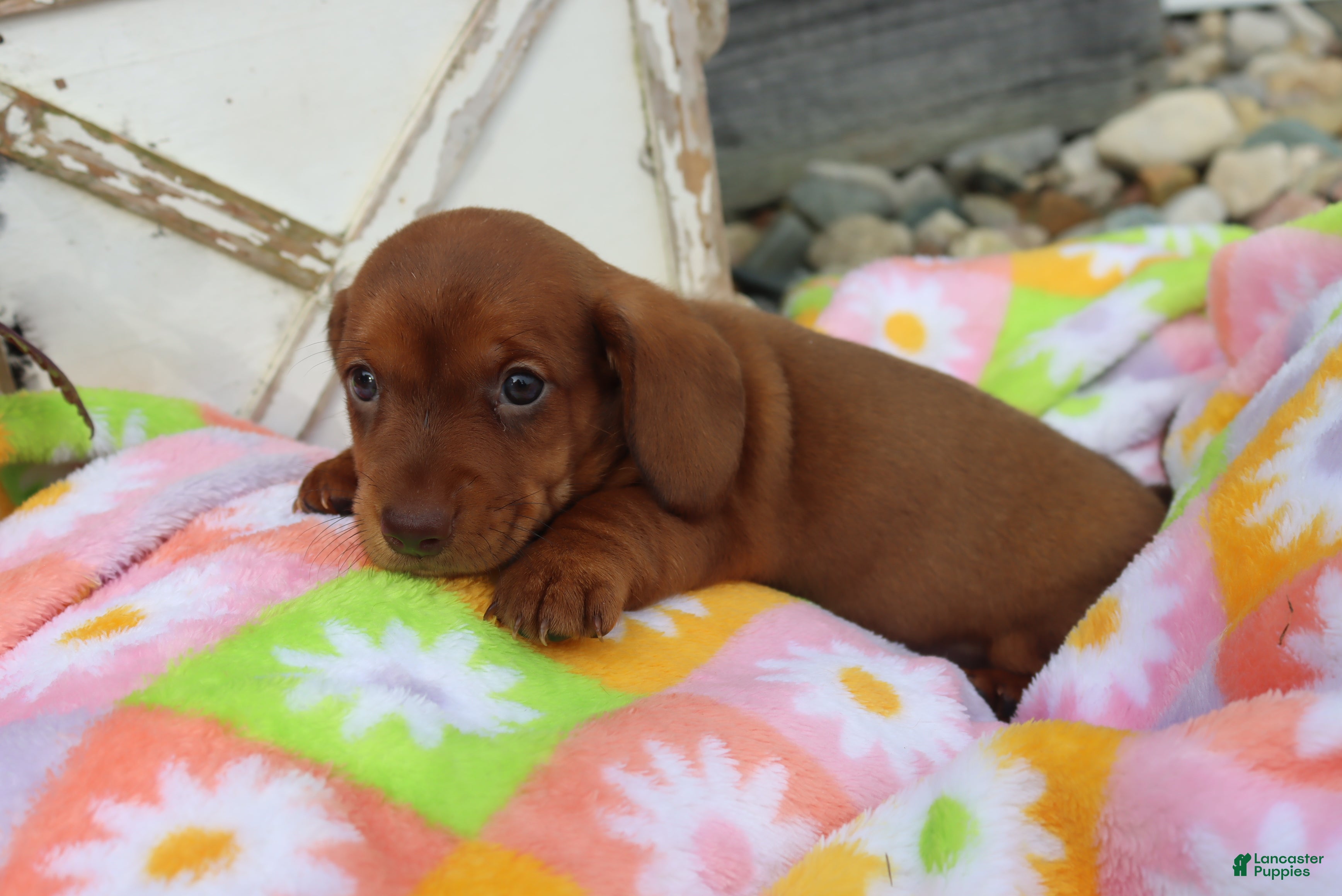 Miniature Dachshund dogs Michelle - Ad 10