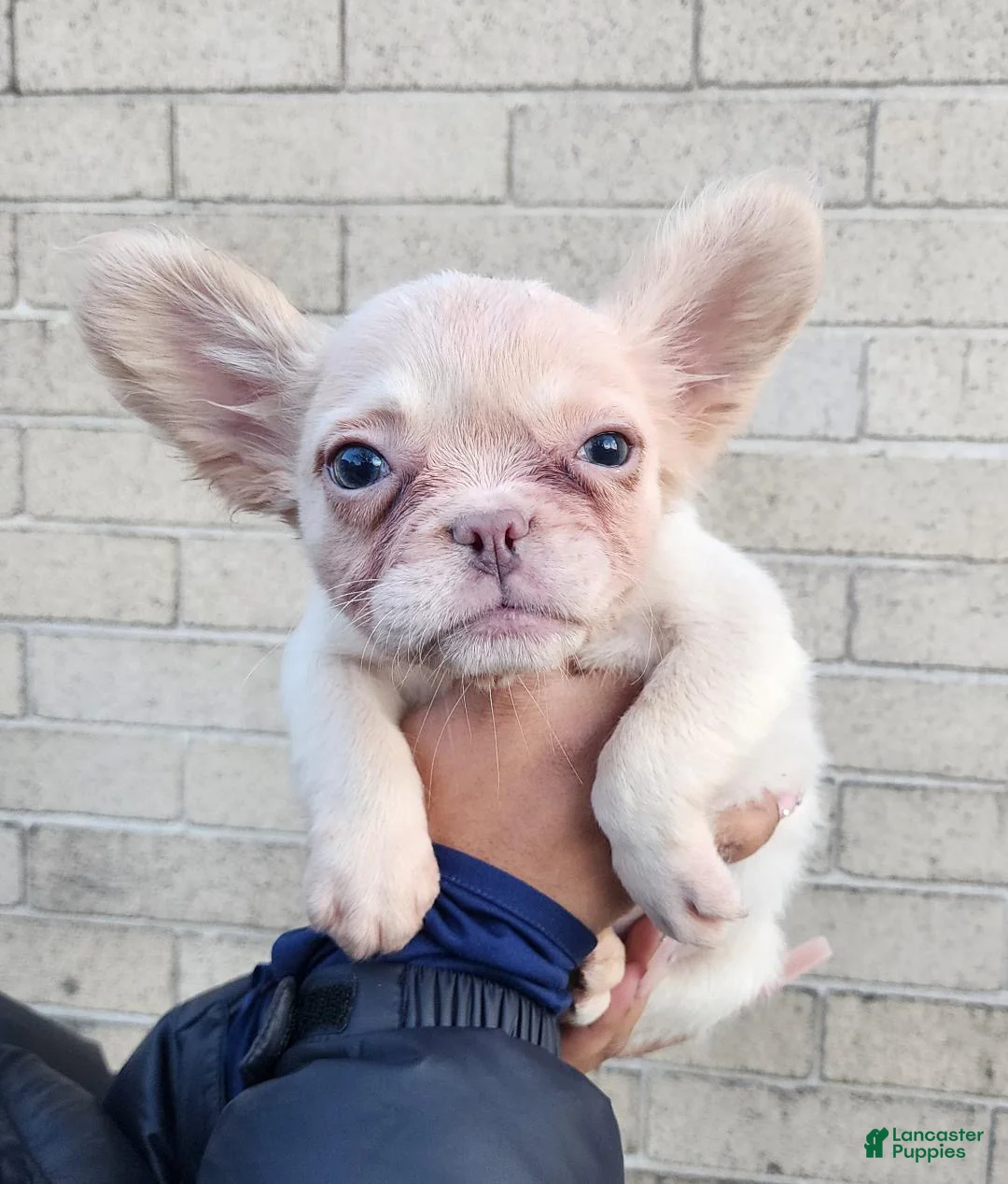 French Bulldog dogs for sale: French Bulldog Puppy 2 - Ad 1
