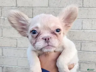 French Bulldog dogs for sale: French Bulldog Puppy 2 - Ad 1