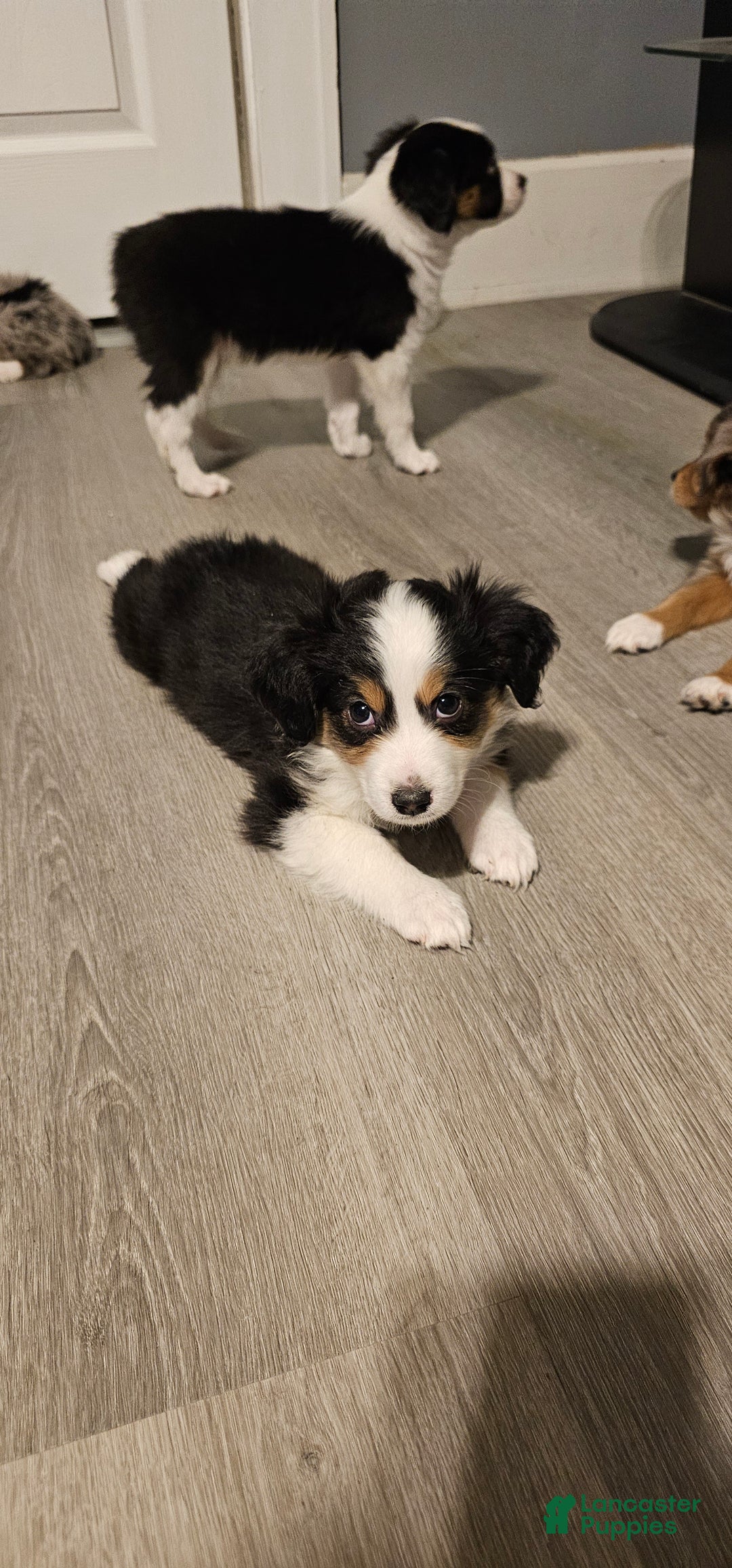 Mini Aussiedoodle dogs for sale: Mini Aussiedoodle Puppy 1 - Ad 2