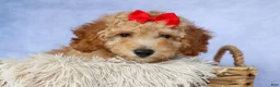 Miniature Poodle dogs for sale: WAYLON - Ad 16