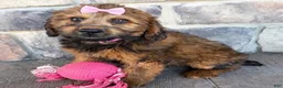 Whoodle dogs for sale: Whoodle 2 - Ad 1