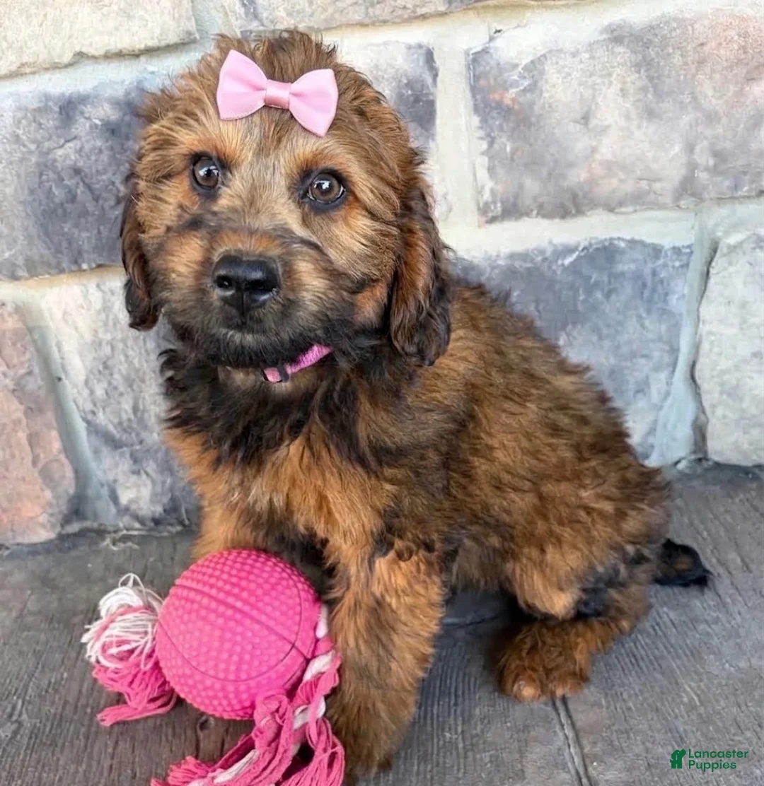 Whoodle dogs for sale: Whoodle 2 - Ad 1