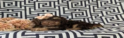 Cockapoo dogs for sale: Anika - Ad 4
