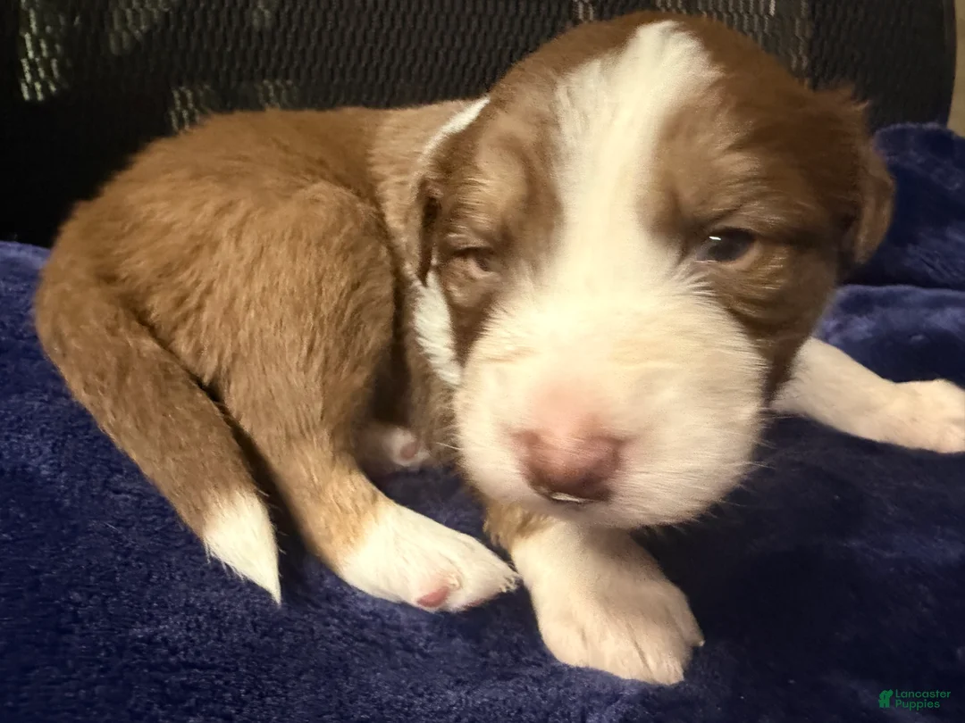 Australian Shepherd dogs for sale: Australian Shepherd Puppy - Oscar  - Ad 2