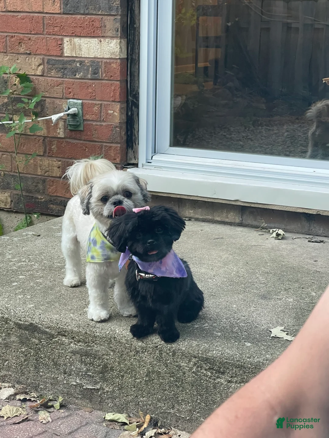 Gallery Image {{count}}