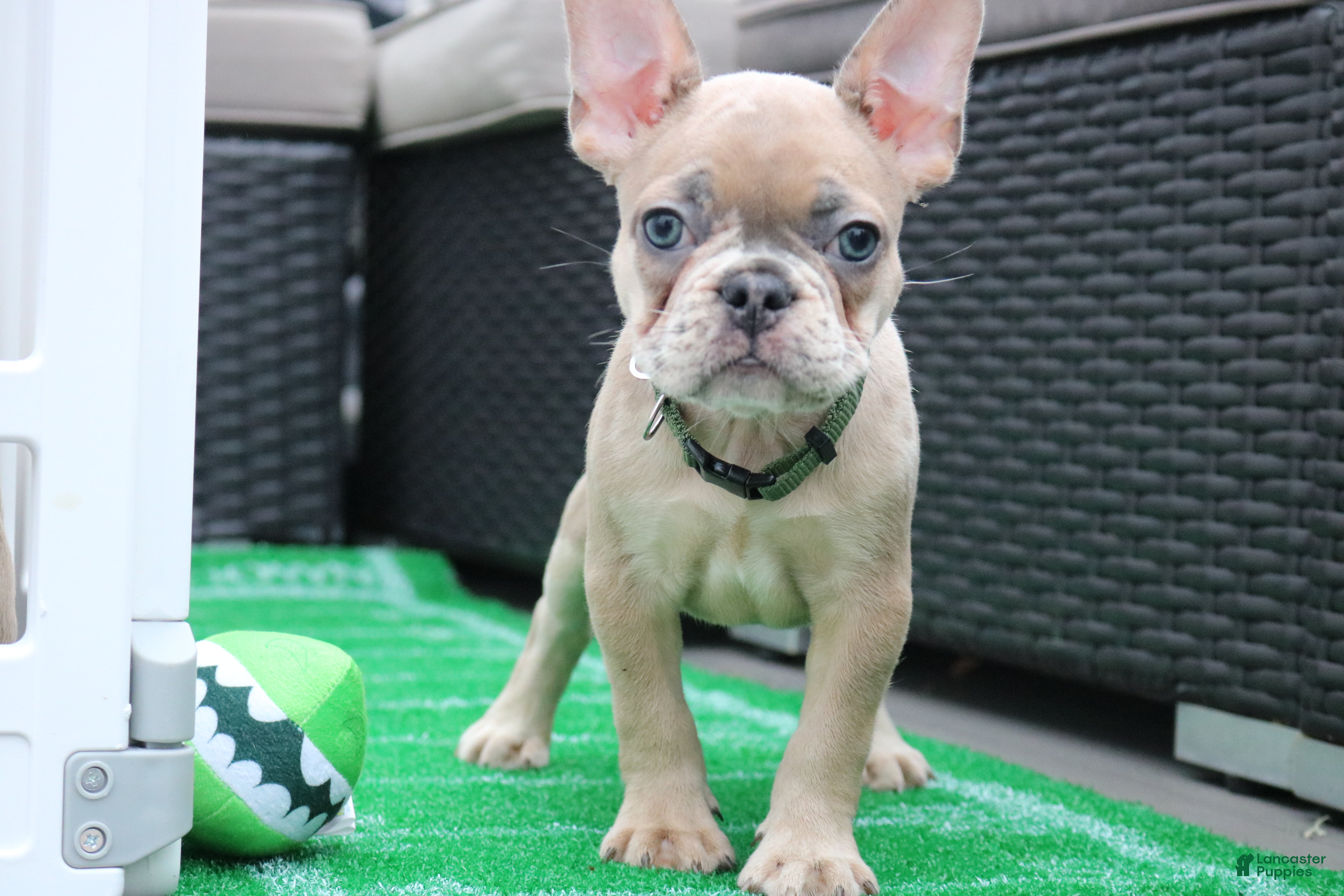 French Bulldog dogs for sale: French Bulldog 2 - Ad 3