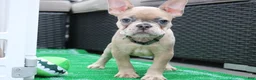 French Bulldog dogs for sale: French Bulldog 2 - Ad 1