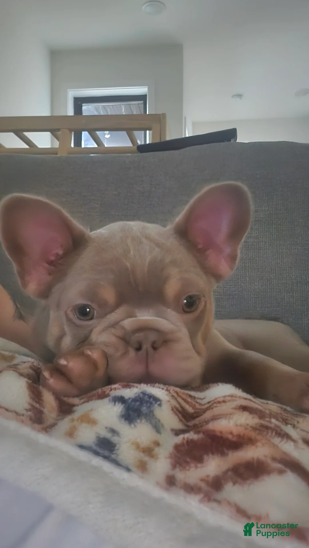 French Bulldog dogs for sale: French Bulldog 1 - Ad 6