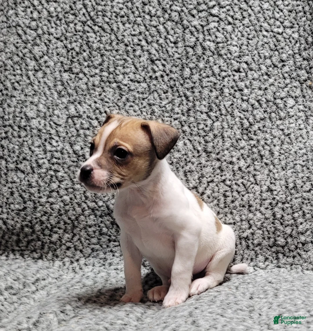 Jack Russell Terrier dogs for sale: Westfork's TORQ - Ad 6