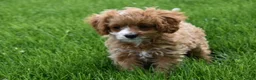 Cavapoo dogs for sale: Sophie  - Ad 3