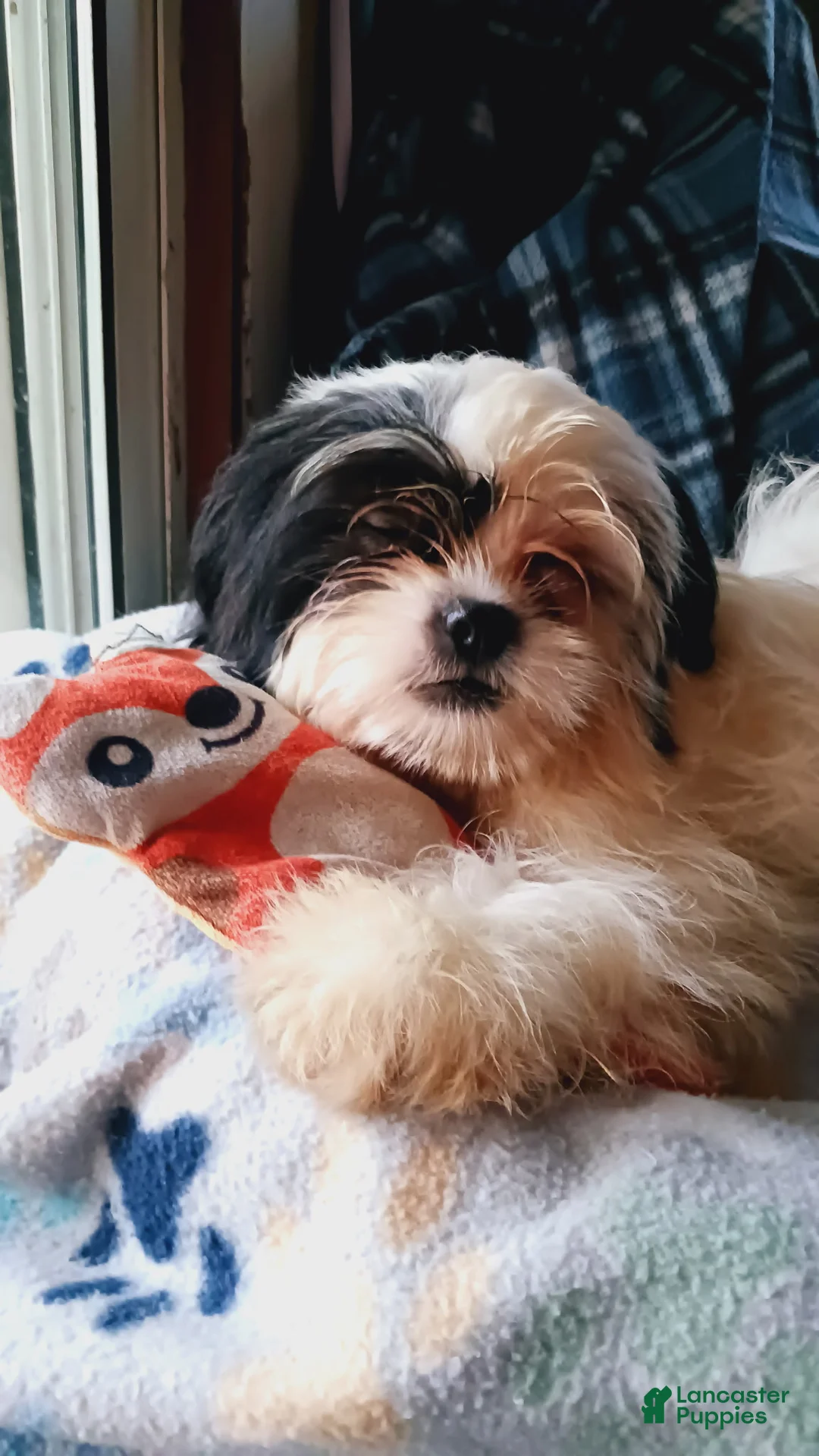 Shih Tzu dogs for sale: Shih Tzu 5 - Ad 1