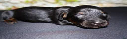 Miniature Dachshund dogs for sale: Miniature Dachshund Puppy 1 - Ad 5