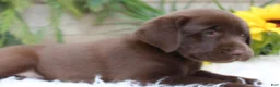 Labrador Retriever dogs for sale: Bella - Ad 6