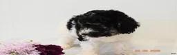 Miniature Poodle dogs for sale: Carly - Ad 5