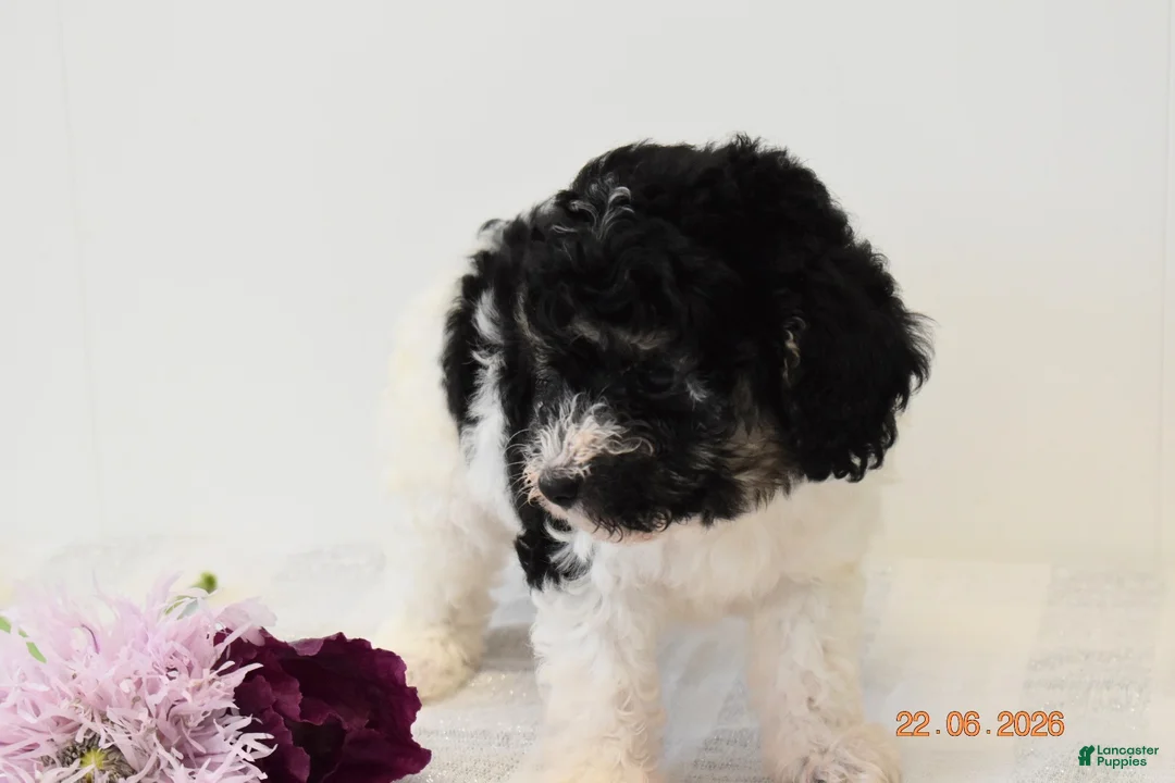 Miniature Poodle dogs for sale: Carly - Ad 5