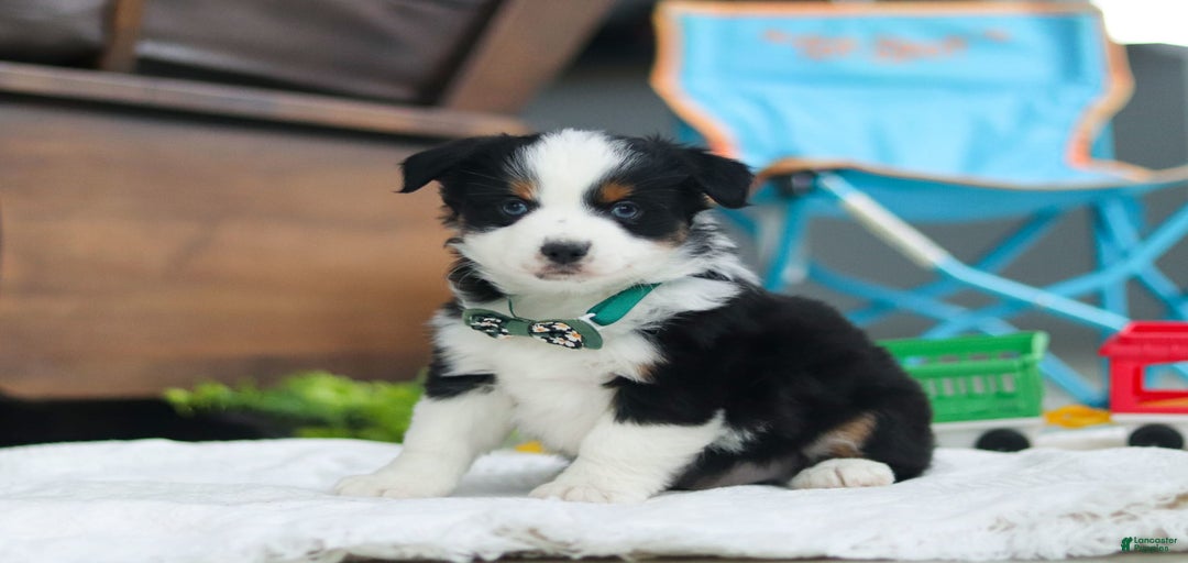 Gallery Image {{count}}