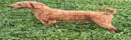 Mini Goldendoodle dogs for sale: moose - Ad 5