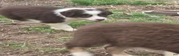 Australian Shepherd dogs for sale: Australian Shepherd Puppy 5 - Ad 2