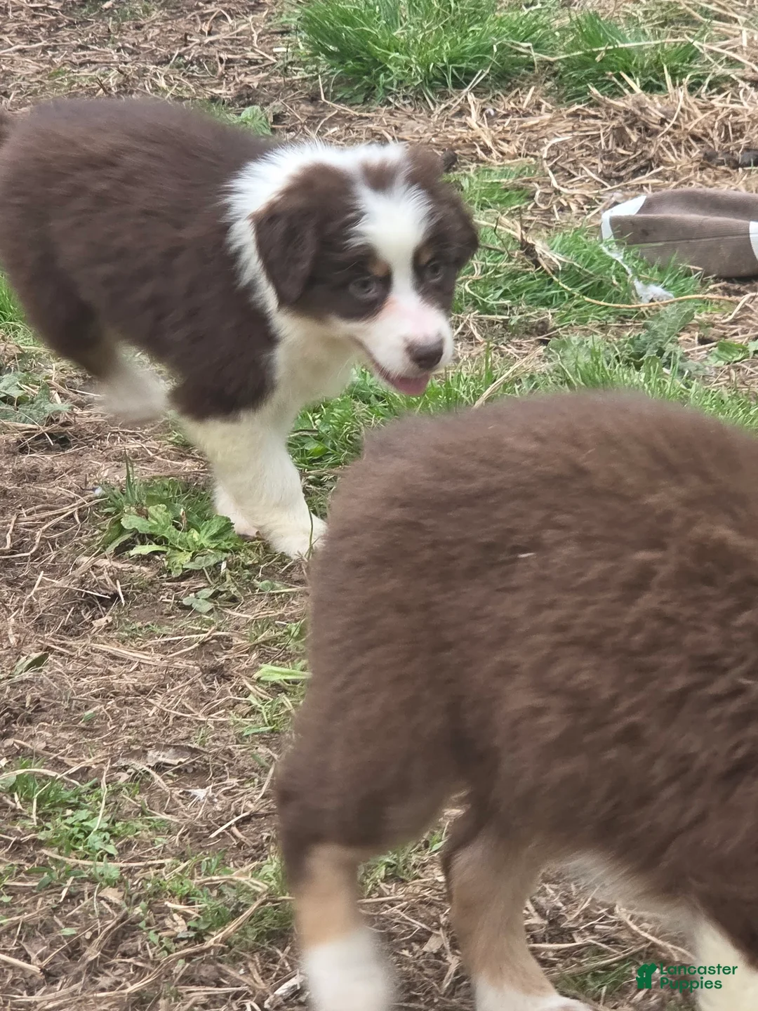 Australian Shepherd dogs for sale: Australian Shepherd Puppy 5 - Ad 2