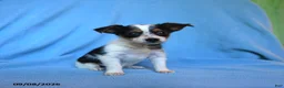 Mixed Breed dogs for sale: Flossie - Ad 2