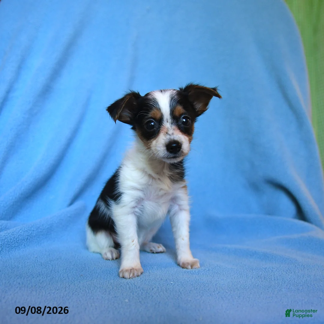 Mixed Breed dogs for sale: Flossie - Ad 2