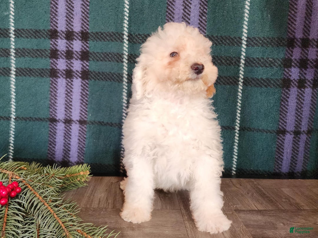 Mini Bernedoodle dogs for sale: Rudolph - Ad 15