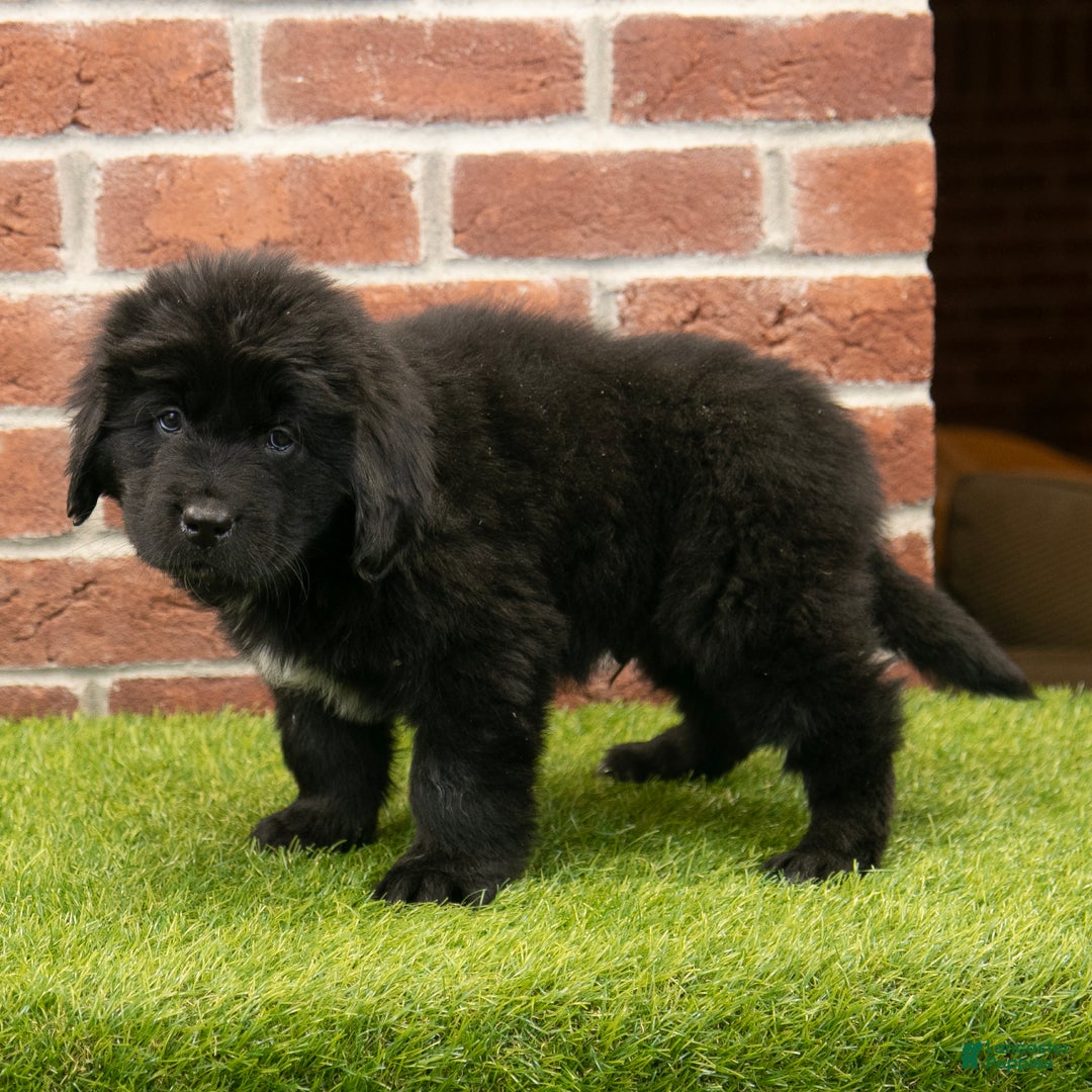 Newfoundland dogs for sale: Dash - Ad 3