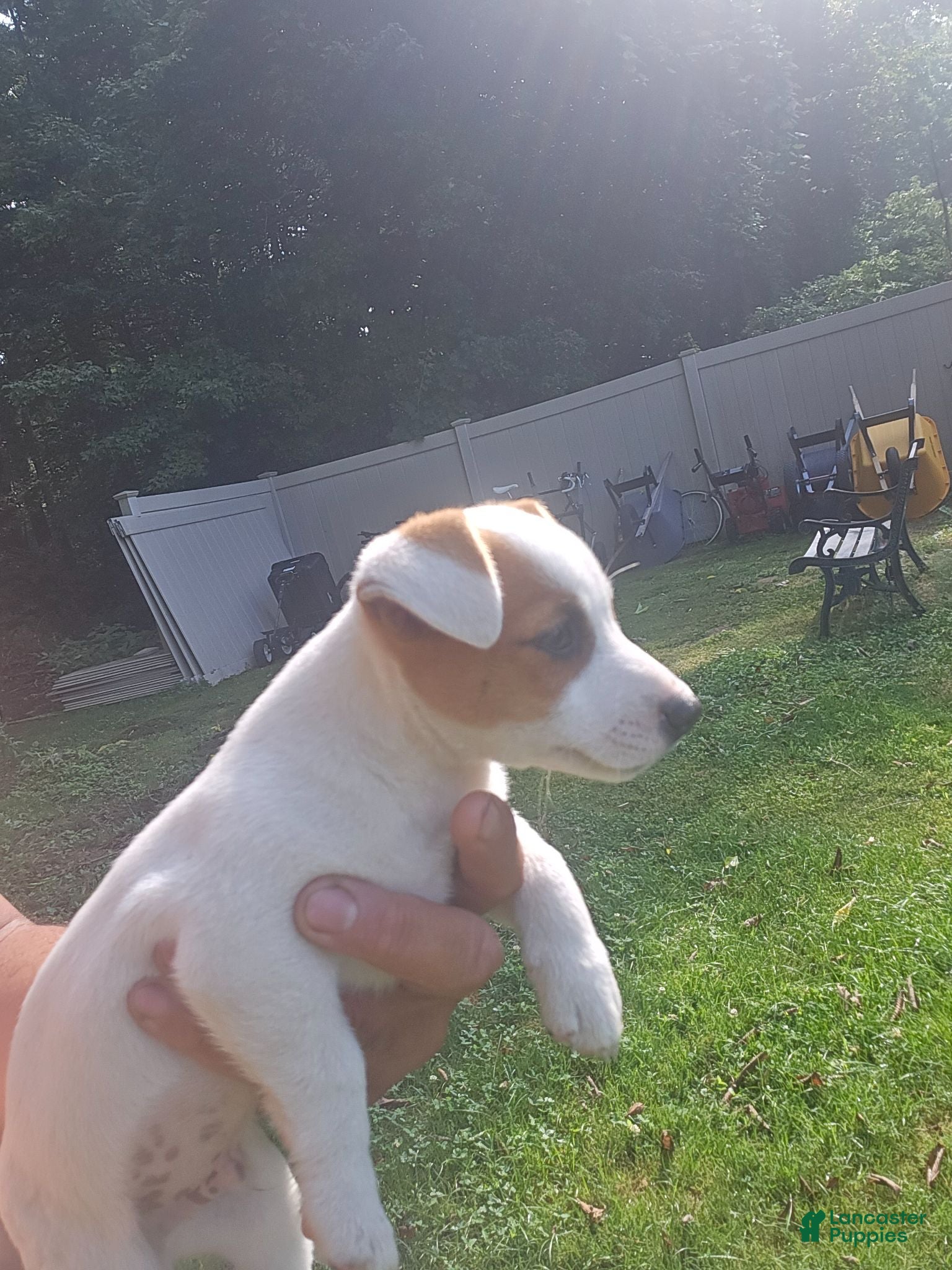 Jack Russell Terrier dogs Jack Russell Terrier Puppy 4 available  - Ad 2