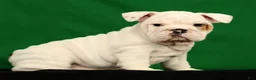 English Bulldog dogs for sale: Winston - Ad 5