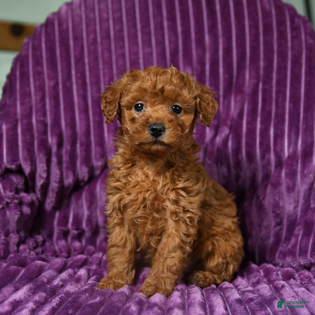 Miniature Poodle dogs for sale: Infinity - Ad 2